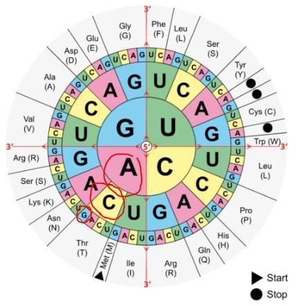 Use the codon wheel or chart to translate the mRNA codons from your answer above into-example-2