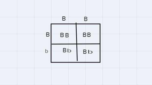 2. In rabbits, black fur is dominant to white fur. If you cross a BB male with a Bb-example-1