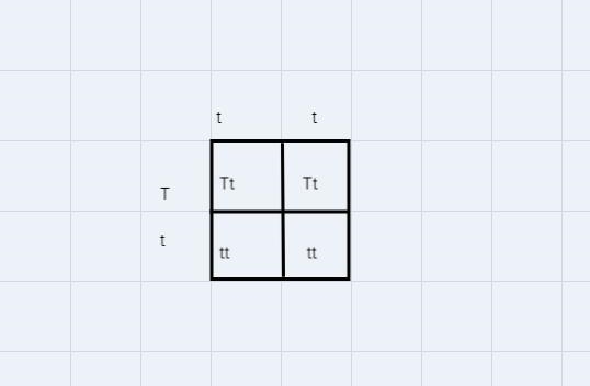 Punnet square for Tt x tt-example-1