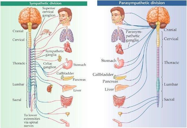 Why is the sympathetic nervous system referred to as the fight or flight system?-example-2