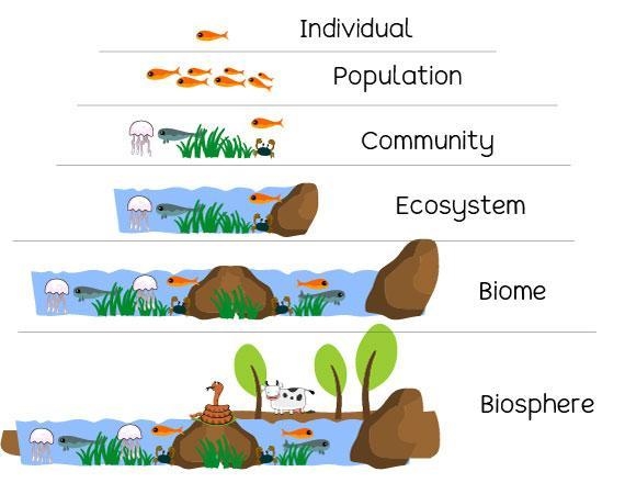 Which of these levels of organization includes the other three? organism population-example-1