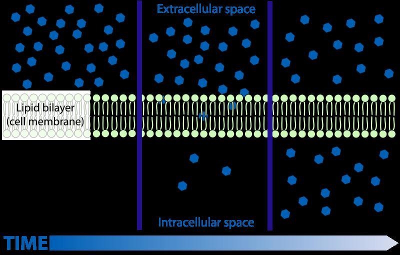 What is it called when small non-polar molecules go through the cell membrane?-example-1