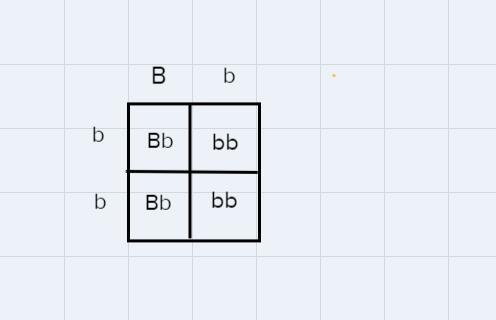 Please help explain number 2 while using then Punnett square-example-1