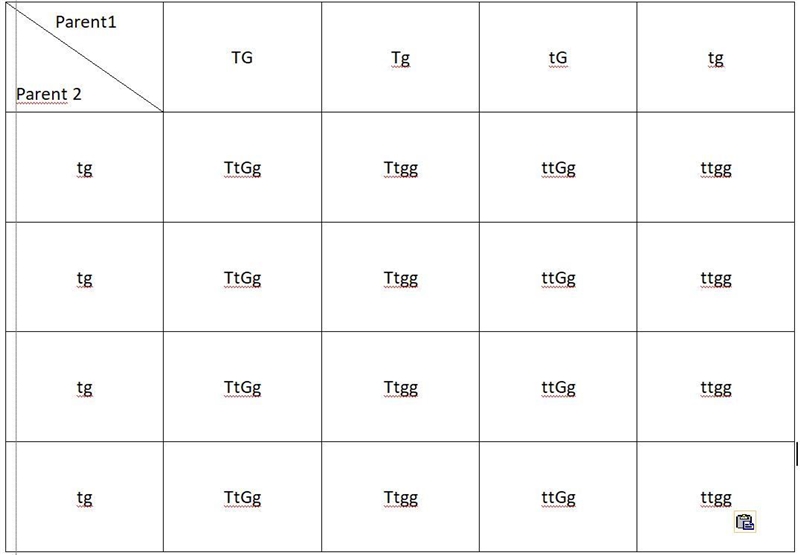 What are the genotypes for each phenotype as well as the parents and the offspring-example-1