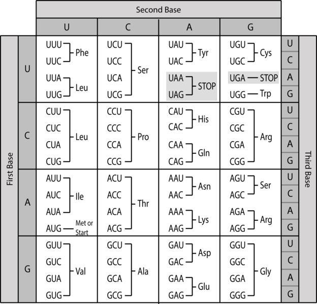 1. This is your DNA “gene” ready for expression:3’ - CCC GAT CGT AGG AGT - 5’What-example-3