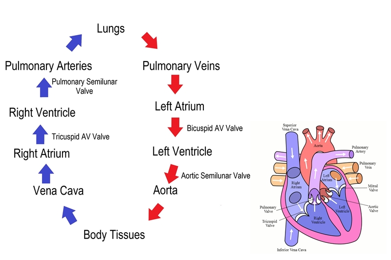 Where does the blood go to after it is pumped from the heart-example-1