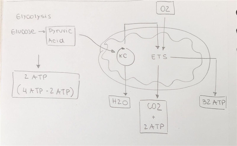 Label the MITOCHONDRIA (with the places where PRODUCTS and REACTANTS go) during CELLULAR-example-1