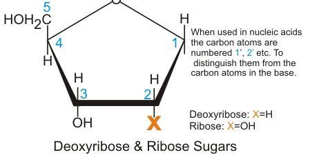 Draw a picture of polymer for nucleic acids-example-1