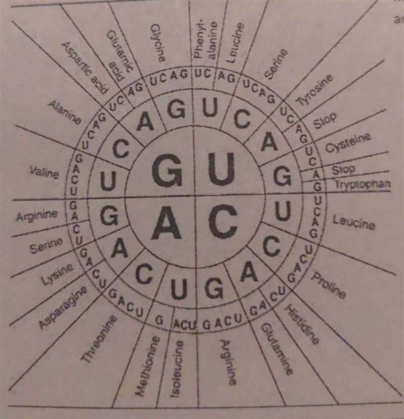 DNA coding strand TAC TAG GTT TCA CCC ATT-example-1