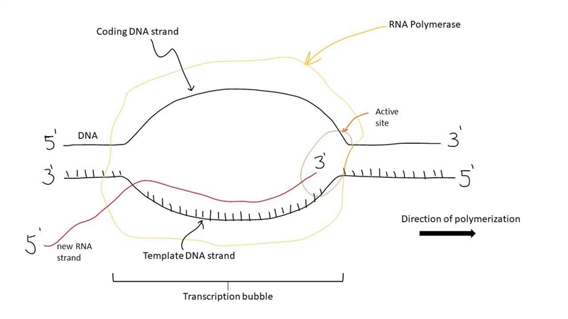 1. This is your DNA “gene” ready for expression:3’ - CCC GAT CGT AGG AGT - 5’What-example-1