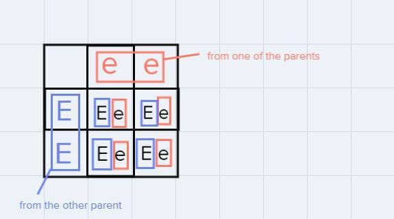 The F1 offspring of a cross has been provided for you. It is your job to work backwards-example-1