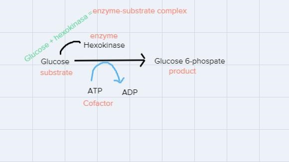 Draw a picture showing an enzyme-catalyzed reaction. Label the enzyme, substrate, and-example-2