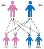 A non hemophiliac father and a hemophiliac mother have a son what is the percentage-example-1