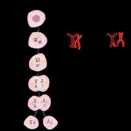 in meiosis, crossing over occurs, where homologous chromosomes synapse and their chromatids-example-3