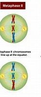 2. Which phase of meiosis is represented below? A. anaphase B. prophase C. telophase-example-1