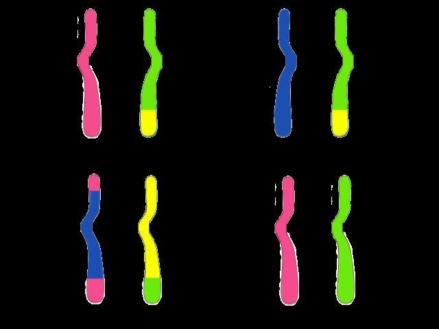 in meiosis, crossing over occurs, where homologous chromosomes synapse and their chromatids-example-4