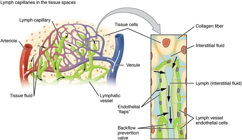 Does lymph can direct through the arteries-example-1