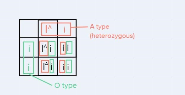 For human blood type, if you cross a parent that has a heterozygous A blood type and-example-1