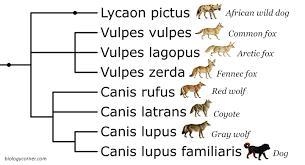 make a Phylogenetic TreeSunflower Edible mushroomsHumans Gray wolfAmerican crocodileBald-example-2