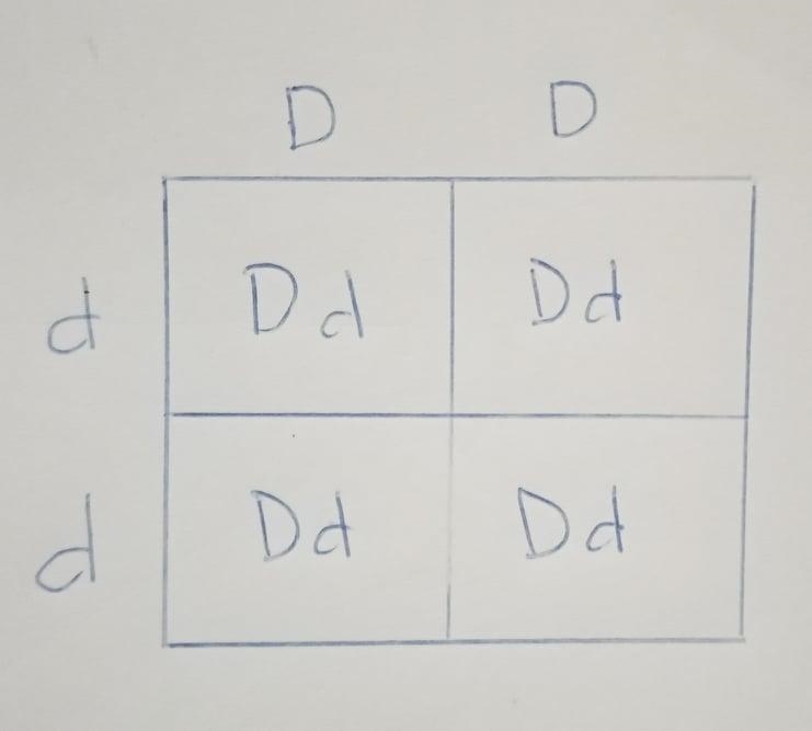 Choose a trait in your organism that follows a non-Mendelian inheritance pattern . Describe-example-1