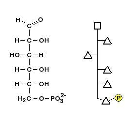 A Inorganic moleculesB Organic moleculesWhich set of molecules is best represented-example-1