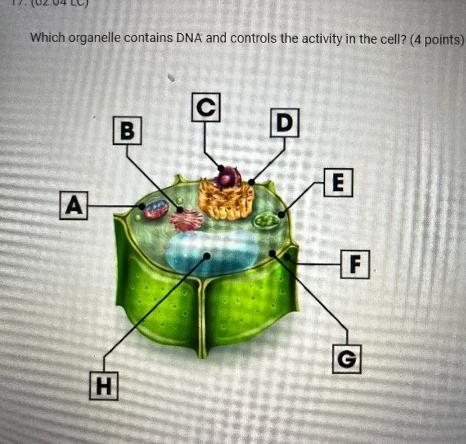 Which organelle contains DNA and controls the activity in the cell? (4 points)BEАLFGH-example-1