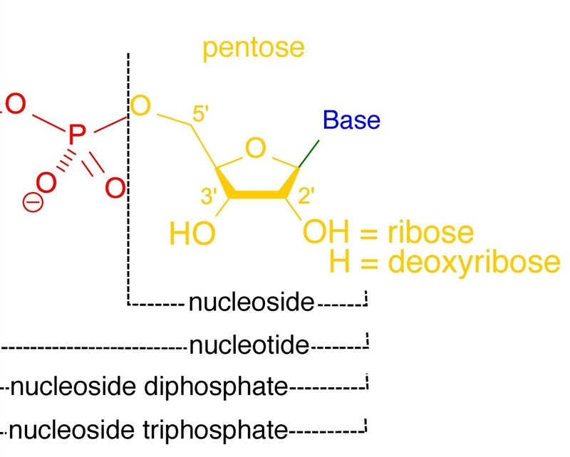 draw the basic monomer (a nucleotide) of both DNA and RNA and label the three parts-example-1