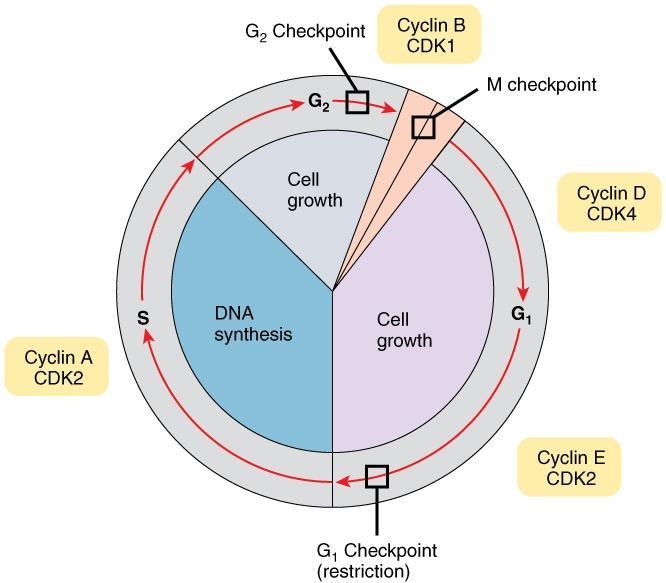 Explain in a paragraph on the check points in the cell cycle that could trigger apoptosis-example-1