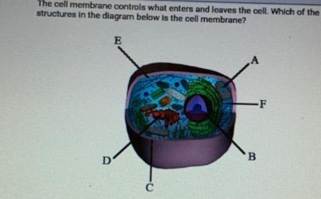 The cell membrane controls what enters and leaves the cell. Which of the structures-example-1