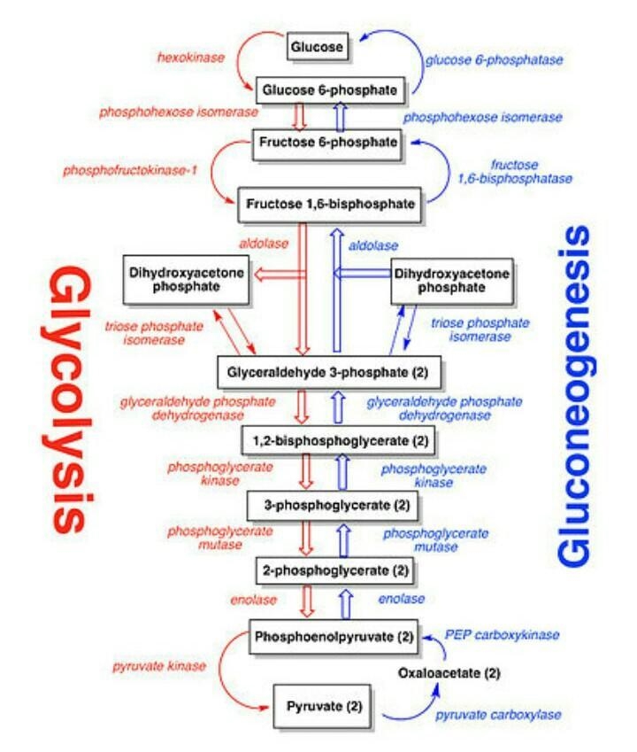 *What is the chemical equation for photosynthesis? What is the reverse of this chemical-example-1