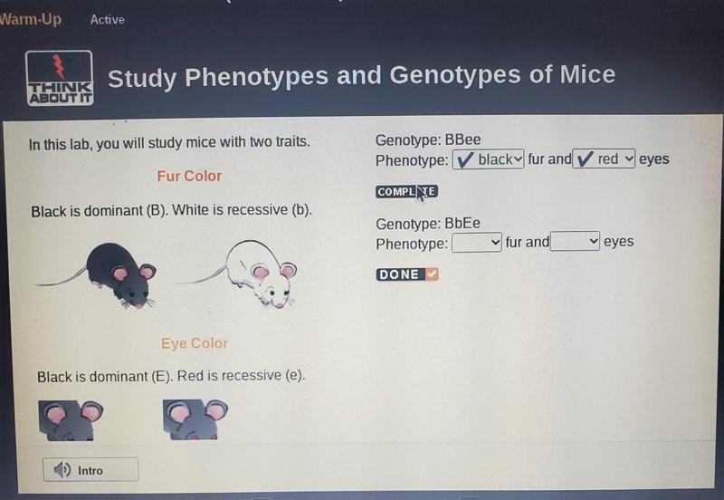 In this lab, you will study mice with two traits. Fur Color Black is dominant (B). White-example-1