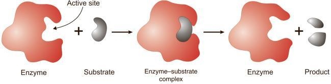 What are enzymes for grade 8?-example-1