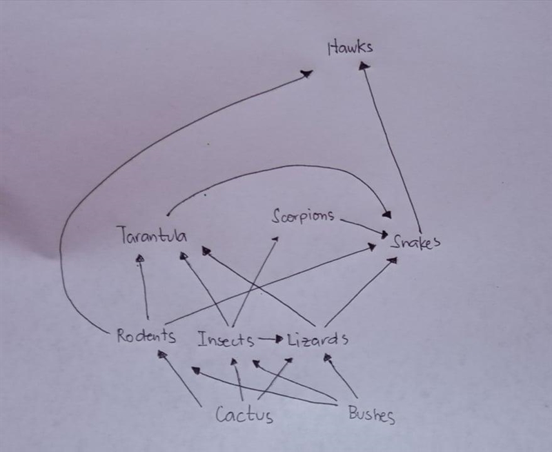 Give an example of a food web within an ecosystem. Make sure to explain how to outline-example-1