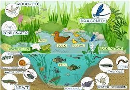 Using your food chains above and other organisms from your list; construct one food-example-1