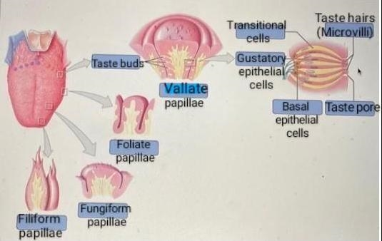 Art-labeling Activity: Gustatory Receptors and Lingual Papillae Drag the labels onto-example-1