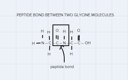 Draw the dipeptide that results when a peptide bond is formed between two glycine-example-1