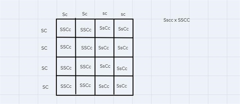 Hello I need help with a pedigree and also punnet square as well this is for straight-example-2