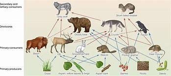 What primary consumers live in the Colorado plateau, what do they eat?￼￼-example-2