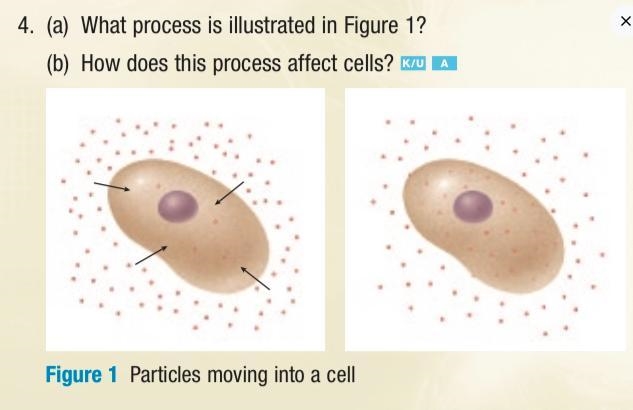 What process is illustrated in the picture and how does this process affect the cell-example-1