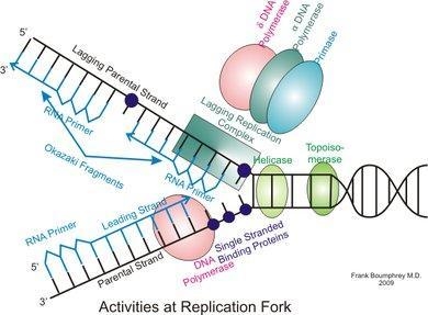 The image below shows the process of DNA replication. Identify the components of the-example-2