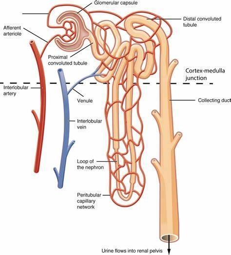 Which structure in the nephron carries out the process of filtration?glomeruluscollecting-example-1