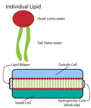 Hi can you please help with this Biology homework. I am stuck-example-1