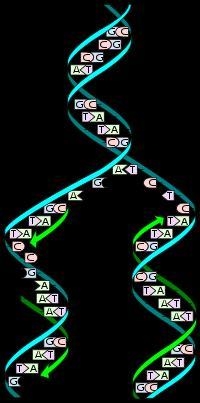 Show that DNA Replication is semi-conservative. In your illustration include the following-example-1