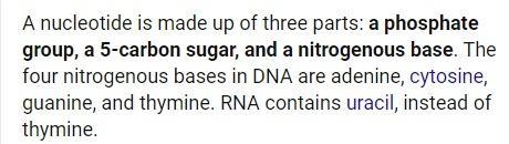 What 3 make up a nucleotide??-example-1