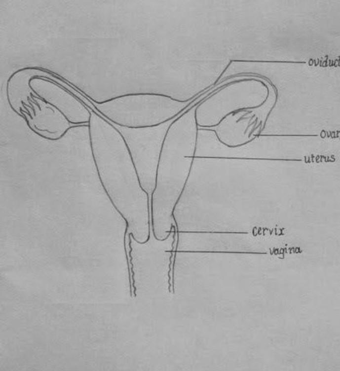 Draw a neat labelled diagram of female reproductive structure ​-example-1