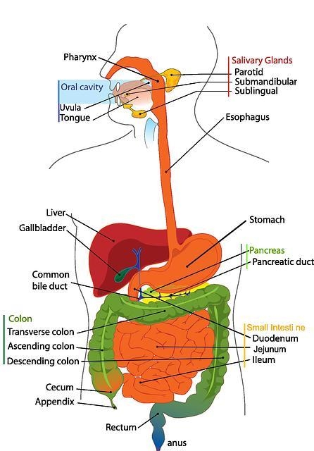 What is the correct order in which food passes through the digestive tract?-example-1