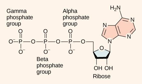 Cellular Respiration and Energy Which of the following statements about facilitated-example-1