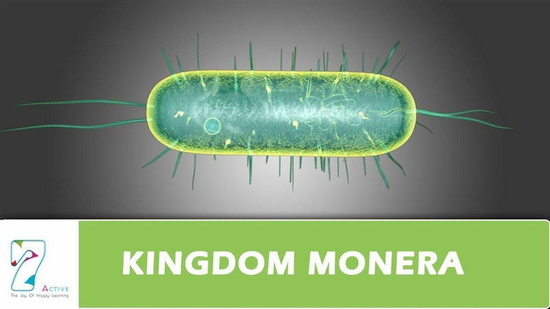 ¿What is Kingdom Monera?​-example-1