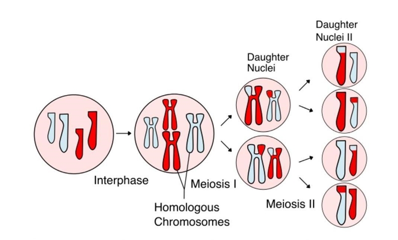 Explain how the number of chromosomes per cell is cut in half during meiosis in which-example-1