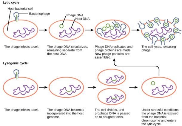 In which of the following cycles is the viral genome integrated into the host DNA-example-2